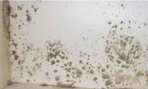 市面上的壁癌DIY產品有哪些需要注意的地方-2