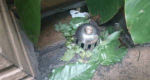 頂樓防水SOP處理6步驟-7